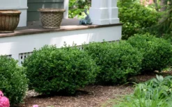 Little Missy Dwarf Boxwood - 5 Pack Of Quart Pots 10 Little Missy Dwarf Boxwood - 5 Pack Of Quart Pots -Garden & Outdoors buxus microphylla little missy dwarf boxwood 5 1