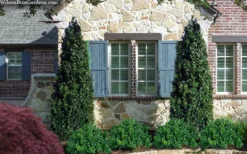 Arctic Emerald Columnar Boxwood - 6 Pack Of 1 Gallon Pots -Garden & Outdoors buxus sempervirens arctic emerald boxwood 103 1