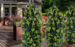 Arctic Emerald Columnar Boxwood - 1 Gallon Pot -Garden & Outdoors buxus sempervirens arctic emerald boxwood 105
