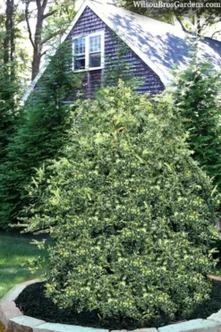 Golden Weeping Boxwood (Buxus Sempervirens 'Aurea Pendula') - 1 Gallon Pot -Garden & Outdoors buxus sempervirens aurea pendula variegated weeping boxwood 3