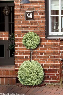 Variegated Boxwood 2-Ball Poodle Tier Topiary - 5 Gallon Pot -Garden & Outdoors buxus sempervirens aureovariegata boxwood 2 ball poodle tier 8