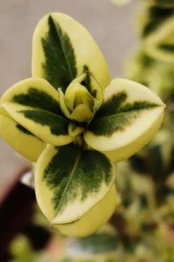 Variegated Boxwood (Buxus Sempervirens 'Aureovariegata') - 5 Gallon Pot -Garden & Outdoors buxus sempervirens aureovariegata variegated boxwood 1