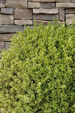 Variegated Boxwood (Buxus Sempervirens 'Aureovariegata') - 2 Gallon Pot - SALE -Garden & Outdoors buxus sempervirens aureovariegata variegated boxwood 10 2