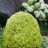 Variegated Boxwood (Buxus Sempervirens 'Aureovariegata') - 2 Gallon Pot - SALE
