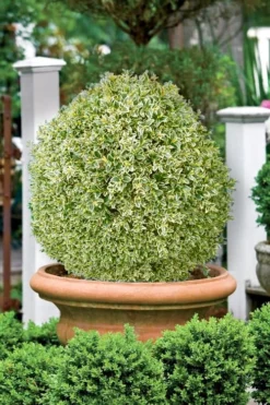 Elegans Variegated Boxwood - Buxus Sempervirens 'Elegantissima' - 2 Gallon Pot -Garden & Outdoors buxus sempervirens elegantissima variegated boxwood 101 2