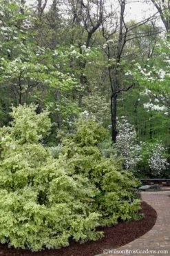 Elegans Variegated Boxwood - Buxus Sempervirens 'Elegantissima' - 6 Pack Of 1 Gallon Pots -Garden & Outdoors buxus sempervirens elegantissima variegated boxwood 102 3