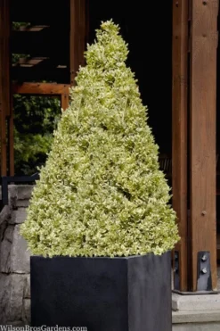 Elegans Variegated Boxwood - Buxus Sempervirens 'Elegantissima' - 2 Gallon Pot -Garden & Outdoors buxus sempervirens elegantissima variegated boxwood 105 2