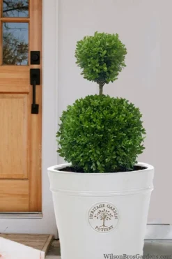 Dwarf English Boxwood Two-Ball Poodle Tier Topiary - 3 Gallon Pot 8 Dwarf English Boxwood Two-Ball Poodle Tier Topiary - 3 Gallon Pot -Garden & Outdoors buxus sempervirens suffriticosa standard two ball topiary boxwood 5