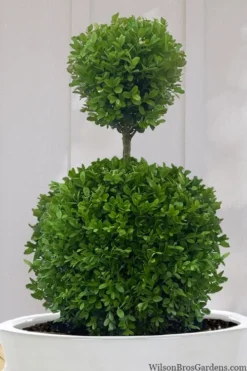 Dwarf English Boxwood Two-Ball Poodle Tier Topiary - 3 Gallon Pot 9 Dwarf English Boxwood Two-Ball Poodle Tier Topiary - 3 Gallon Pot -Garden & Outdoors buxus sempervirens suffruticosa standard two ball topiary boxwood 10