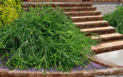 Unraveled Weeping Boxwood - 3 Gallon Pot -Garden & Outdoors buxus sempervirens unraveled weeping boxwood 15