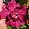 Hartlage Wine Sweetshrub (Calycanthus Raulstonii) - 7 Gallon Pot