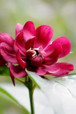 Hartlage Wine Sweetshrub (Calycanthus Raulstonii) - 7 Gallon Pot -Garden & Outdoors calycanthus raulstonii hartlage wine sweetshrub 2