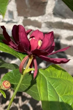 Hartlage Wine Sweetshrub (Calycanthus Raulstonii) - 7 Gallon Pot -Garden & Outdoors calycanthus raulstonii hartlage wine sweetshrub 3