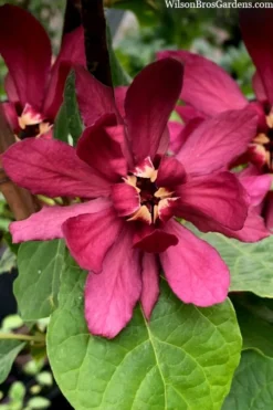 Hartlage Wine Sweetshrub (Calycanthus Raulstonii) - 7 Gallon Pot -Garden & Outdoors calycanthus raulstonii hartlage wine sweetshrub 4