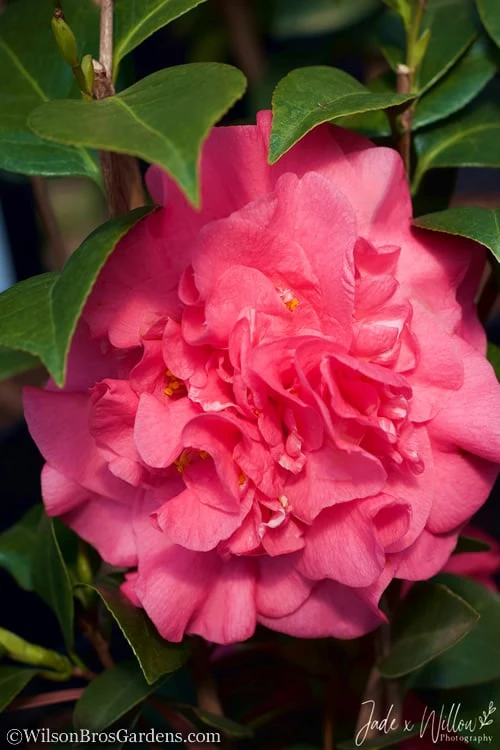 Ack-Scent Fragrant Pink Camellia Japonica - 3 Gallon Pot 5 Ack-Scent Fragrant Pink Camellia Japonica - 3 Gallon Pot - Image 5
