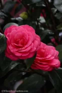 April Dawn Cold Hardy Camellia Japonica - 1 Gallon Pot -Garden & Outdoors camellia april dawn 20