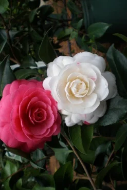 April Dawn Cold Hardy Camellia Japonica - 1 Gallon Pot -Garden & Outdoors camellia april dawn 21