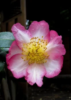 Autumn Sunrise Camellia Sasanqua - 1 Gallon Pot 8 Autumn Sunrise Camellia Sasanqua - 1 Gallon Pot -Garden & Outdoors camellia autumn sunrise 10