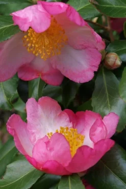 Autumn Sunrise Camellia Sasanqua - 1 Gallon Pot 9 Autumn Sunrise Camellia Sasanqua - 1 Gallon Pot -Garden & Outdoors camellia autumn sunrise 2