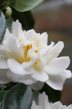 Cream Puff Fragrant Camellia - 3 Gallon Pot 8 Cream Puff Fragrant Camellia - 3 Gallon Pot -Garden & Outdoors camellia cream puff 1