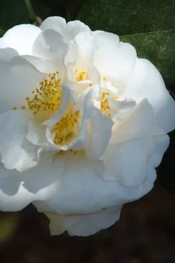 Cream Puff Fragrant Camellia - 3 Gallon Pot 9 Cream Puff Fragrant Camellia - 3 Gallon Pot -Garden & Outdoors camellia cream puff 2