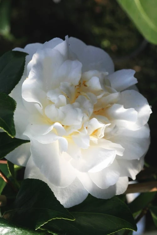 Cream Puff Fragrant Camellia - 3 Gallon Pot 1 Cream Puff Fragrant Camellia - 3 Gallon Pot