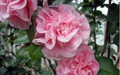 Debutante Pink Camellia Japonica - 3 Gallon Pot -Garden & Outdoors camellia debutante pink 5