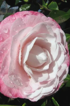 Desire Camellia Japonica - 1 Gallon Pot -Garden & Outdoors camellia desire 2