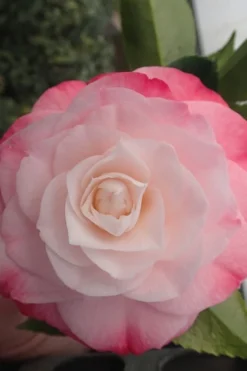 Desire Camellia Japonica - 1 Gallon Pot -Garden & Outdoors camellia desire 3