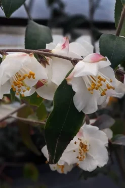 Snowbells Camellia (Camellia Transarisanensis) - 3 Gallon Pot