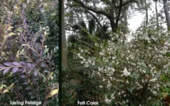 Snowbells Camellia (Camellia Transarisanensis) - 3 Gallon Pot -Garden & Outdoors camellia handelii snowbells 5