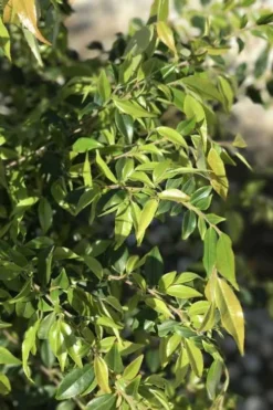 Snowbells Camellia (Camellia Transarisanensis) - 3 Gallon Pot -Garden & Outdoors camellia handelii snowbells 6