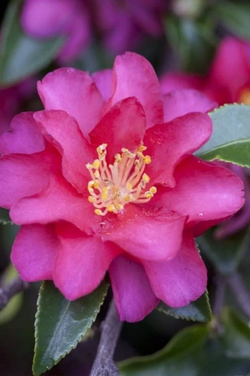 Hiryu Camellia Sasanqua - 3 Gallon Pot 1 Hiryu Camellia Sasanqua - 3 Gallon Pot