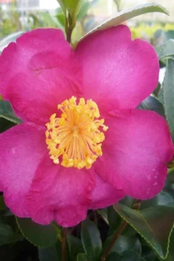 Hiryu Camellia Sasanqua - 3 Gallon Pot 10 Hiryu Camellia Sasanqua - 3 Gallon Pot -Garden & Outdoors camellia hiryu 2