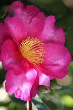 Hiryu Camellia Sasanqua - 3 Gallon Pot 9 Hiryu Camellia Sasanqua - 3 Gallon Pot -Garden & Outdoors camellia hiryu 3