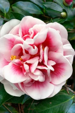 Irrational Exuberance Camellia Japonica - 3 Gallon Pot -Garden & Outdoors camellia irrational exuberance 3 1