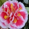 Irrational Exuberance Camellia Japonica - 1 Gallon Pot