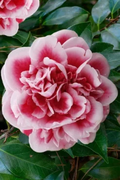 Irrational Exuberance Camellia Japonica - 1 Gallon Pot 11 Irrational Exuberance Camellia Japonica - 1 Gallon Pot -Garden & Outdoors camellia irrational exuberance 7