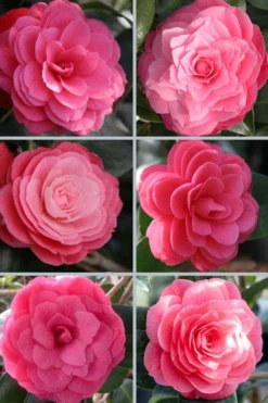 April Kiss Pink Double Flowered Camellia Japonica - 3 Gallon Pot -Garden & Outdoors camellia japonica april kiss 102