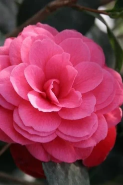 April Kiss Pink Double Flowered Camellia Japonica - 3 Gallon Pot -Garden & Outdoors camellia japonica april kiss 103