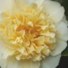 Jury's Yellow Camellia - 3 Gallon Pot