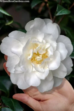 Mrs. Bertha Camellia - 3 Gallon Pot