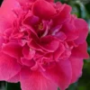 Roosevelt Blues Camellia Japonica - 3 Gallon Pot