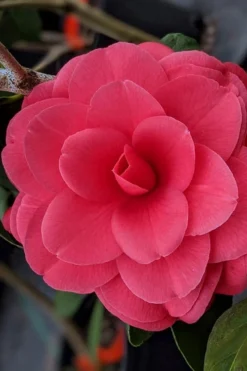 Tomorrow Camellia - 3 Gallon Pot -Garden & Outdoors camellia japonica tomorrow 2