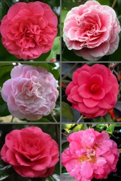 Tomorrow Camellia - 3 Gallon Pot -Garden & Outdoors camellia japonica tomorrow 3
