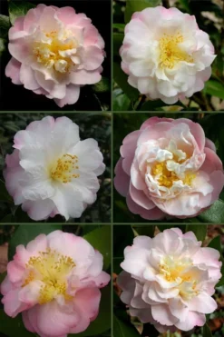 Nina Avery Camellia - 3 Gallon Pot -Garden & Outdoors camellia nina avery 6