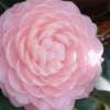 Otome Pink Camellia Japonica - 3 Gallon Pot