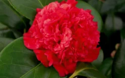Professor Sargent Camellia Japonica - 6 Pack Of 1 Gallon Pots -Garden & Outdoors camellia professor sargent bloom