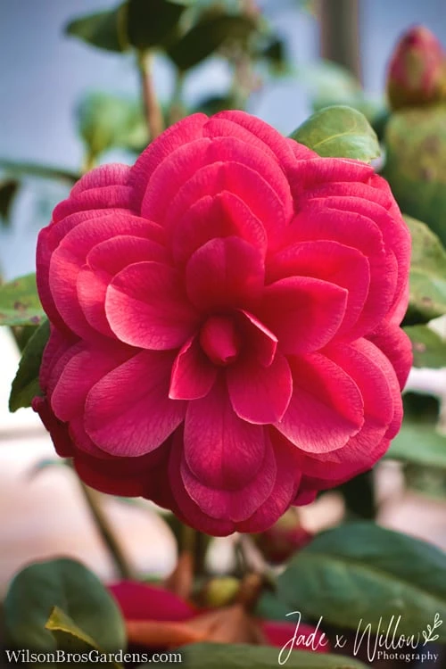 Purple Dawn Camellia Japonica - 6 Pack Of 1 Gallon Pots 4 Purple Dawn Camellia Japonica - 6 Pack Of 1 Gallon Pots - Image 4