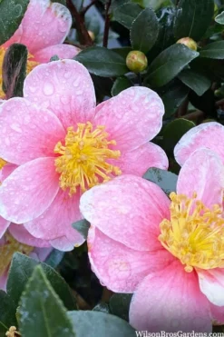 Maggie's Pink Camellia - 3 Gallon Pot -Garden & Outdoors camellia sasanqua maggies pink 3